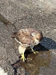 Pawleys Island Peeps