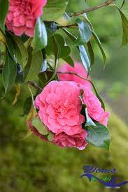 5 Incredible Health Benefits Of Middlemist Red Flower Red Flowers Flowers Red