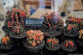 If you like the flavor and are looking for some health benefits you may be wondering where to buy cactus juice. Stick Around For Cactus Fair This Weekend