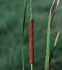 Image result for Typha
