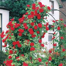 Learn all about climbing roses. Blaze Improved Climbing Rose Gurney S Seed Nursery Co