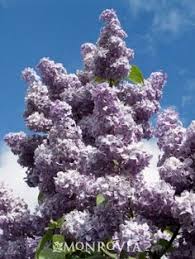 Shrubs for landscaping florida landscaping florida gardening landscaping software florida trees florida flowers florida native plants florida images soil texture. 17 Shrubs In Florida Ideas Shrubs Plants Florida Plants