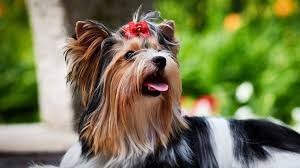 Find dogs and puppies for sale, near you and across australia. Biewer Terrier Price Temperament Life Span