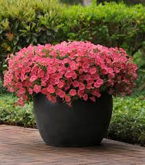 We did not find results for: New Flowers Vegetables Herbs Edibles Garden Petunias Wave Petunias Petunia Flower