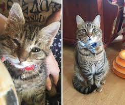 Living A Healthy Life With Feline Leukemia Kitten Hunter Ray S Happy Tail Feline Leukemia Feline Sick Baby