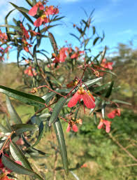 Image result for Heteropterys