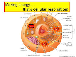 Maybe you would like to learn more about one of these? Energy Atp Photosynthesis And Cellular Respiration Energy Is