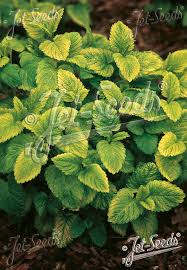 Image result for Melissa officinalis