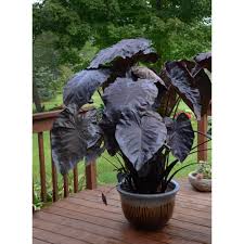 Image result for Colocasia
