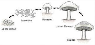 Soal Biologi Ruang Lingkup Biologi 30 Soal Pilihan Ganda Jawaban Portal Guru Indonesia
