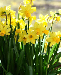 Mini Daffodil Tete A Tete Daffodils Daffodil Gardening Daffodil Flower