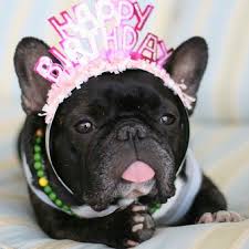 Happy Birthday Wishes In French For Friend So Cute Happy Birthday French Bulldog Doggies Happy Birthday French Bulldog Happy Birthday Dog Cute Happy Birthday
