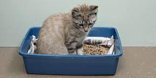 The 10 Best Cat Litters Cat Litter Reviews