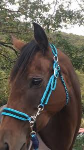 Try them out and show me. Woven Bridle Choose Your Colours Paracord Matchy Sets Bitless Bridle Horse Equipment Bling Horse Tack