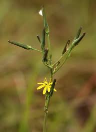 Image result for Launaea rarifolia