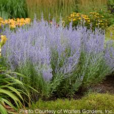 It is primarily planted because it flowers profusely from late spring until frost. Perovskia Blue Jean Baby Russian Sage For Sale Rare Roots