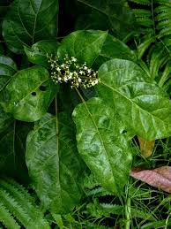 Image result for Premna serratifolia