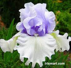 Die Schonste Iris Dress Trends Iris Flowers Rare Flowers Beautiful Flowers
