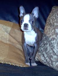 Puppyfinder.com is your source for finding an ideal boston terrier puppy for sale in colorado, usa area. Blue Boston Terrier Puppies For Sale Uk Zoe Fans Blog Boston Terrier Puppy Boston Terrier Baby Boston Terriers
