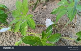 Image result for Ipomoea pes-tigridis