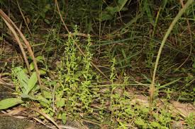 Image result for Wahlenbergia erecta
