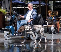 De belasting wordt geheven van de houder van een hond en naar het aantal honden dat wordt gehouden. Hondenbelasting Tilburgers Nl Nieuws Uit Tilburg