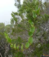 Image result for Smilax anceps