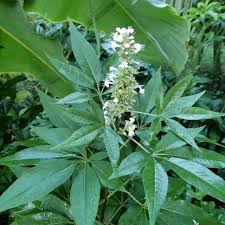 Image result for Verbenaceae