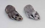 Light Grey Grey Syrian Hamster