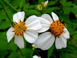 Image result for Bidens sp.no.1