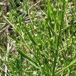 Image result for Thesium singulare