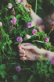 Want to find more png images? Pin By Liliane On Flower Girl Flowers Nature Purple Garden Green Aesthetic