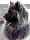 Baby Long Haired Akita
