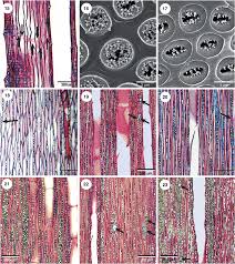 Image result for Pleioceras gilletii