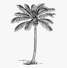 Png file for your design. 28 Collection Of Coconut Clipart Black And White Png Palm Clipart Black And White Transparent Png Transparent Png Image Pngitem