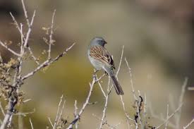 Common Birds Of West Texas Black Chinned Sparrow Hueco Tanks State Park El Paso Tx 10 28 14 State Parks Park Animals