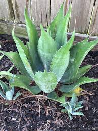 Image result for Erythrococca atrovirens