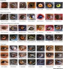 Image result for Sclera