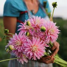 Pull away the mulch in spring to allow new shoots to come up. Dahlias A Z Floret Flower Farm