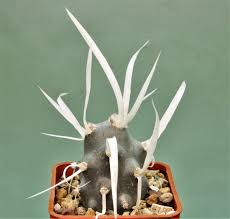 Image result for Stathmostelma fornicatum