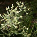 Image result for Pseudoconyza viscosa