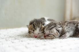 How to help your baby start walking when do babies walk? When Do Kittens Open Their Eyes Catster