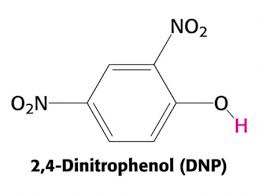 the whole truth about dnp steroid com