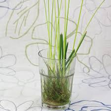 Image result for Cyperus haspan