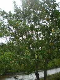 Some of the leading health benefits of kaffir lime represent its ability to market oral health, detoxify the blood, boost skin health, improve digestion, beat back insects, lower inflammation, aid the system, cut back stress, and improve the health of the hair. 5 Spesis Pokok Ini Sering Jadi Tumpuan Makhluk Halus Kongsi Si Penggali Kubur Remaja