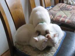 「ごめん寝」の画像検索結果