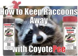 How to remove raccoons from your property. How To Keep Raccoons Away From Your House Predatorpee Store