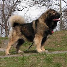 Imagini Pentru Ciobanesc Caucazian Massive Dogs Dogs Dog Life
