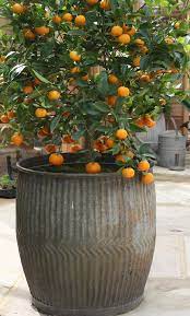We did not find results for: 14 Best Fruits To Grow In Pots Fruits For Containers