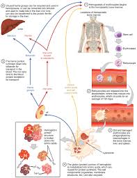 Diagram Of Blood Cells Wiring Diagrams
